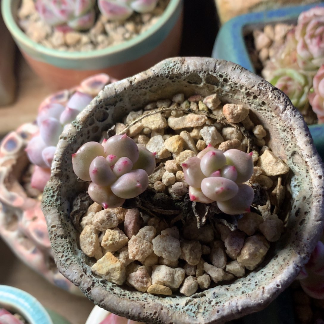 D***n璀璨多肉    福利