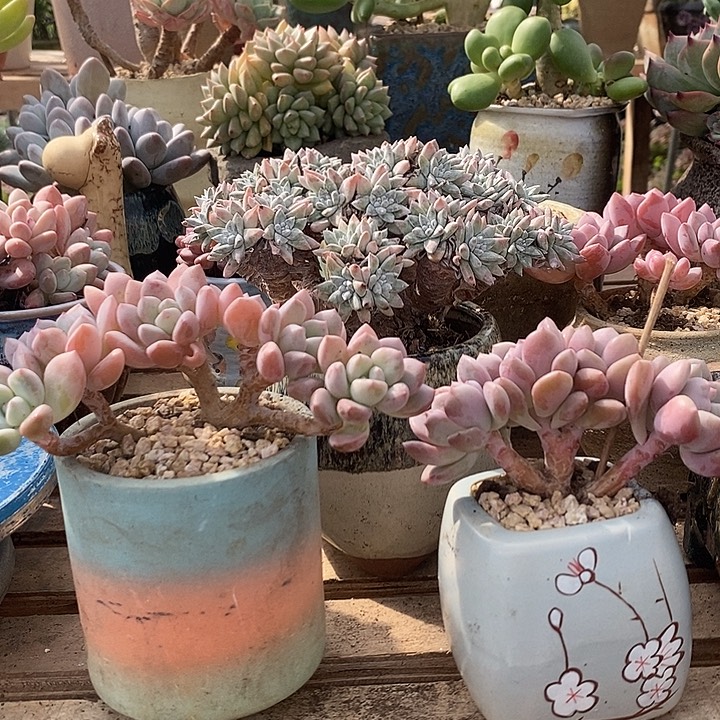 ꧁***꧂多肉植物肉肉植物