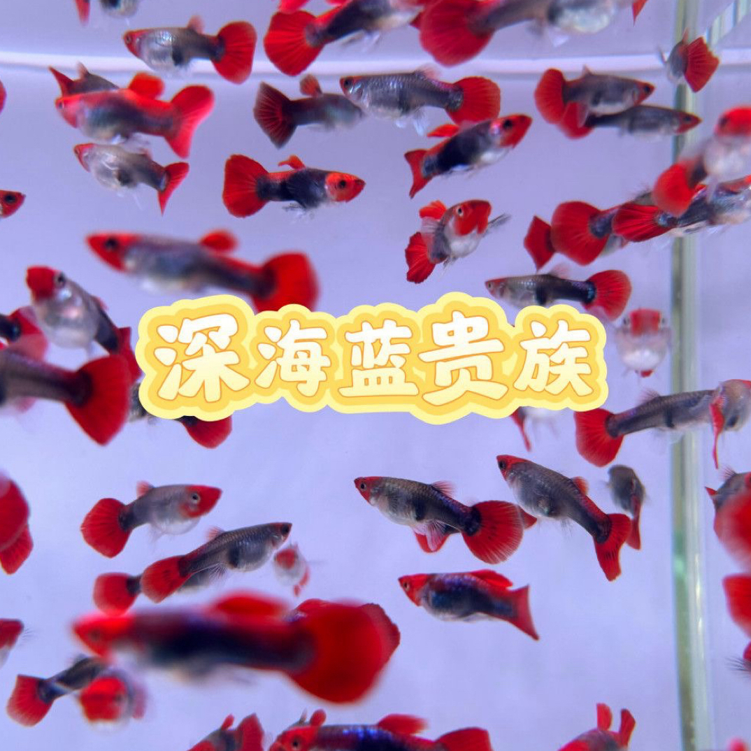 【深海蓝贵族】小型纯种热带观赏鱼皮实靓丽耐活入缸不赔付