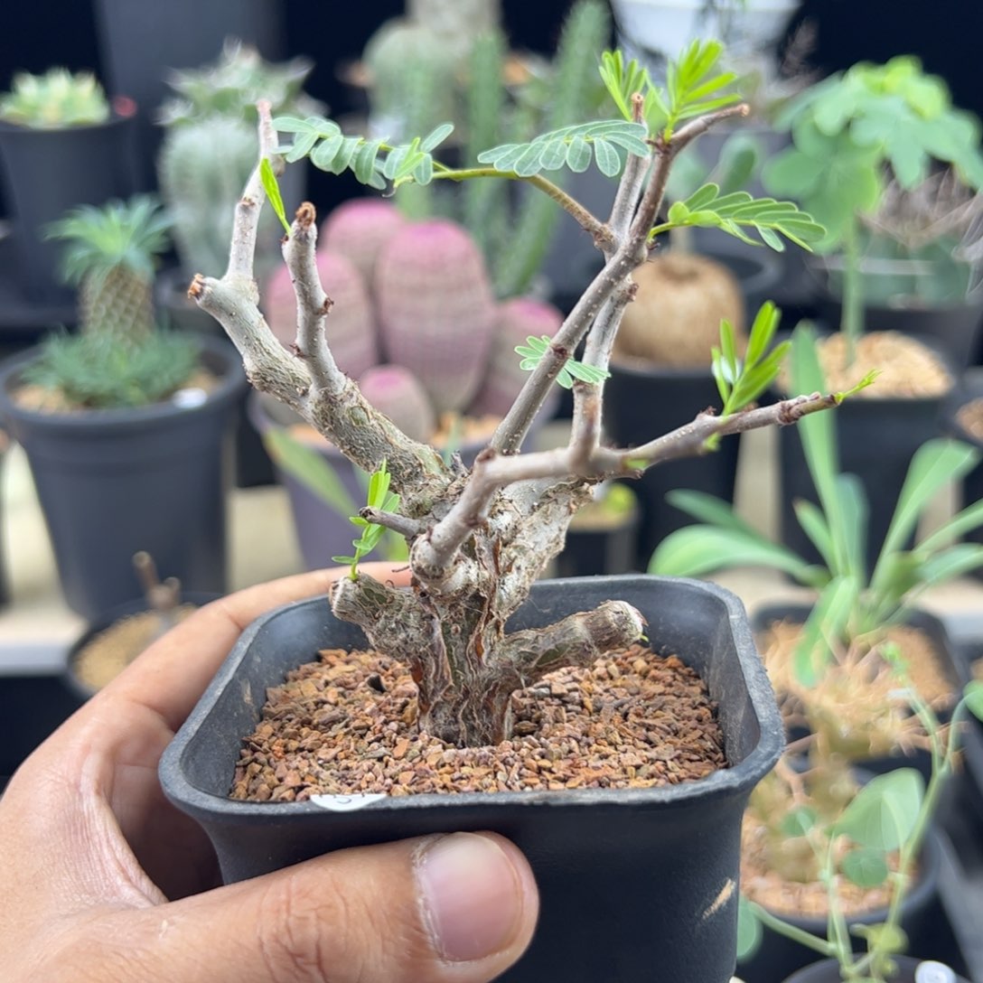 沙漠苏木实生一物一拍带盆发