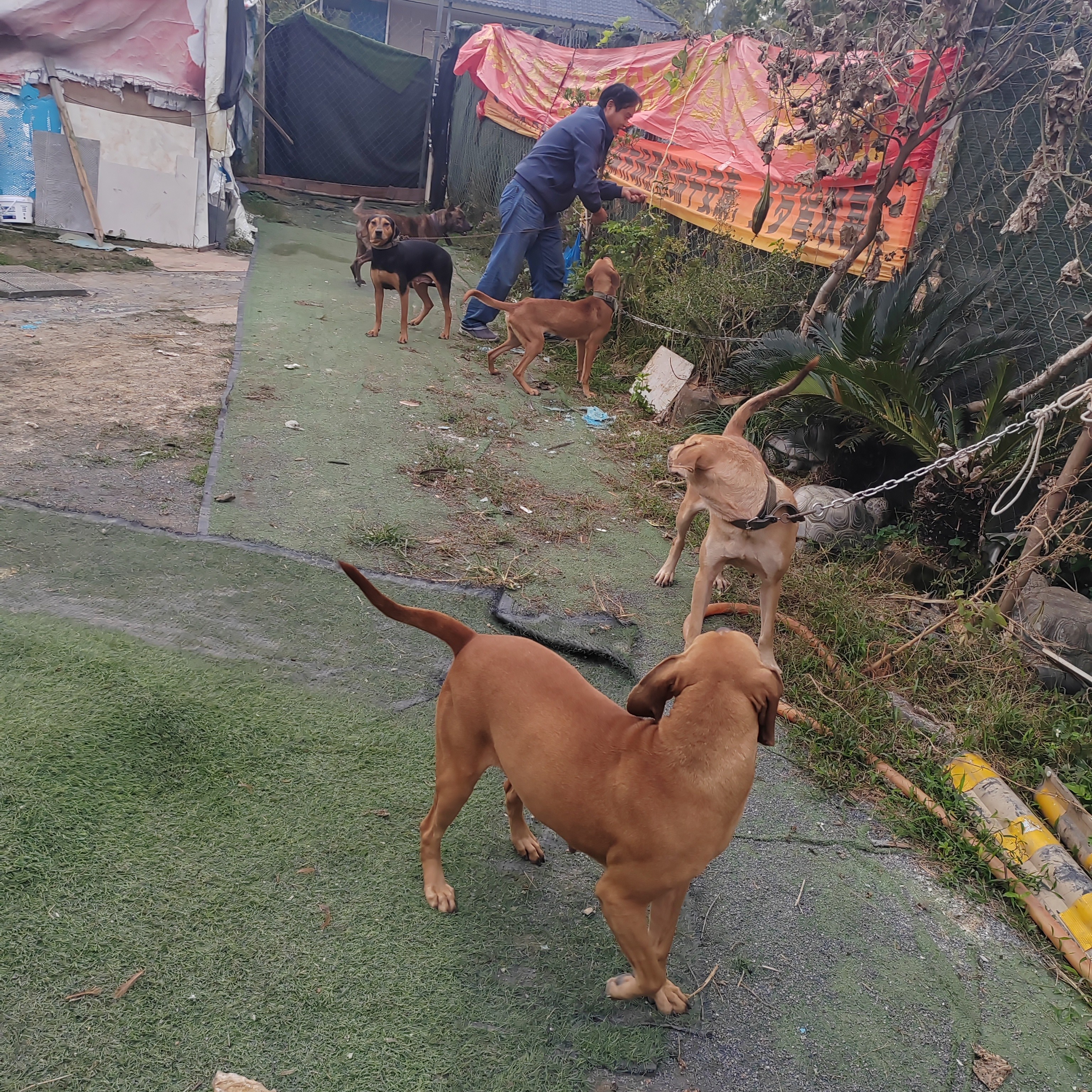 串子，补猎小能手