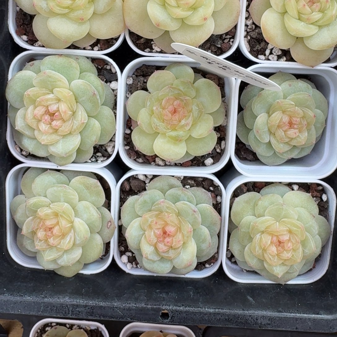 0103-012-晴芸一一颗量拍