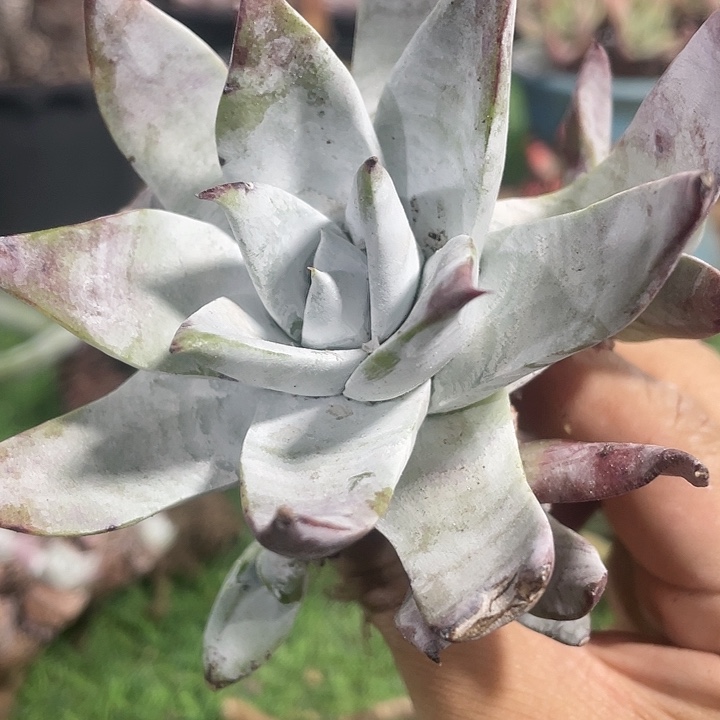 保罗粗桩群生福利