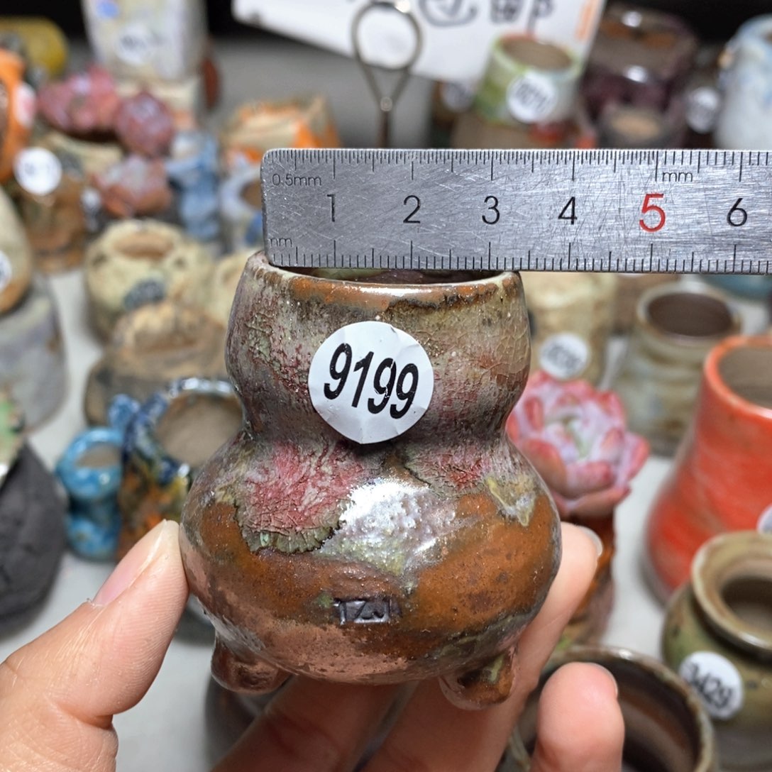 花盆拍5送一个小礼物
