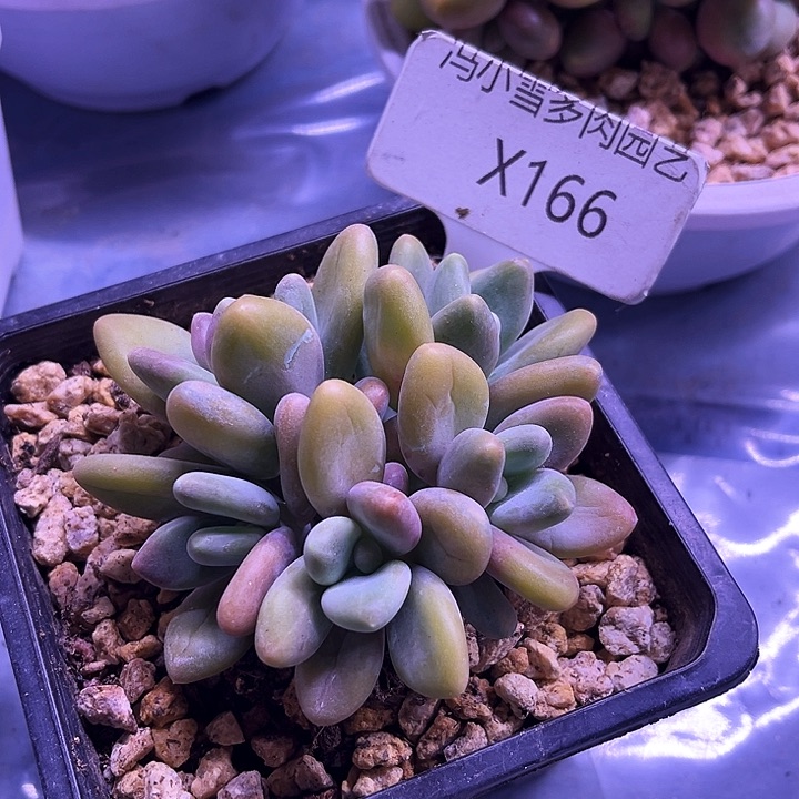 我是第一百个为玉童子应援哒啦