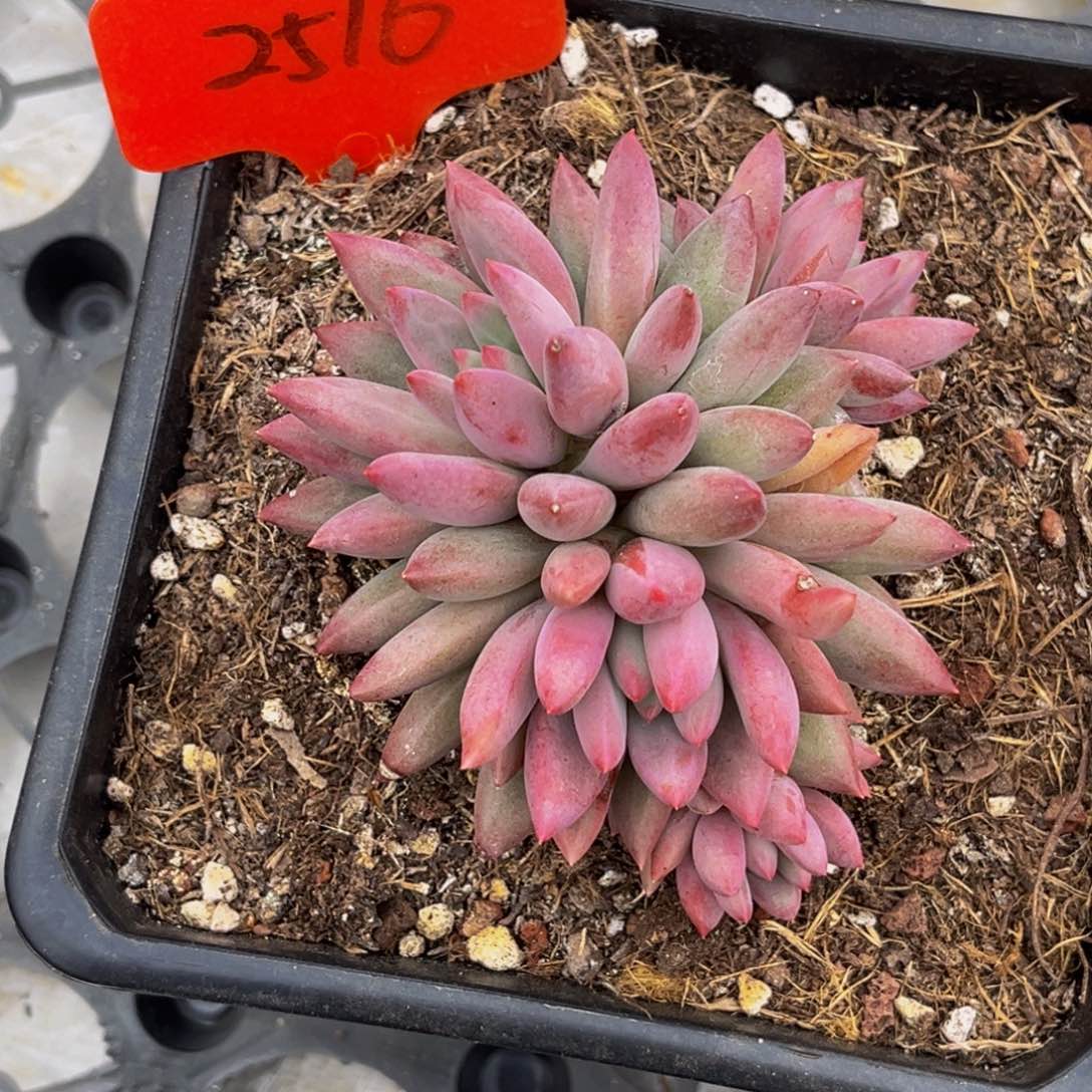 2516号上午多肉植物群生多肉植物