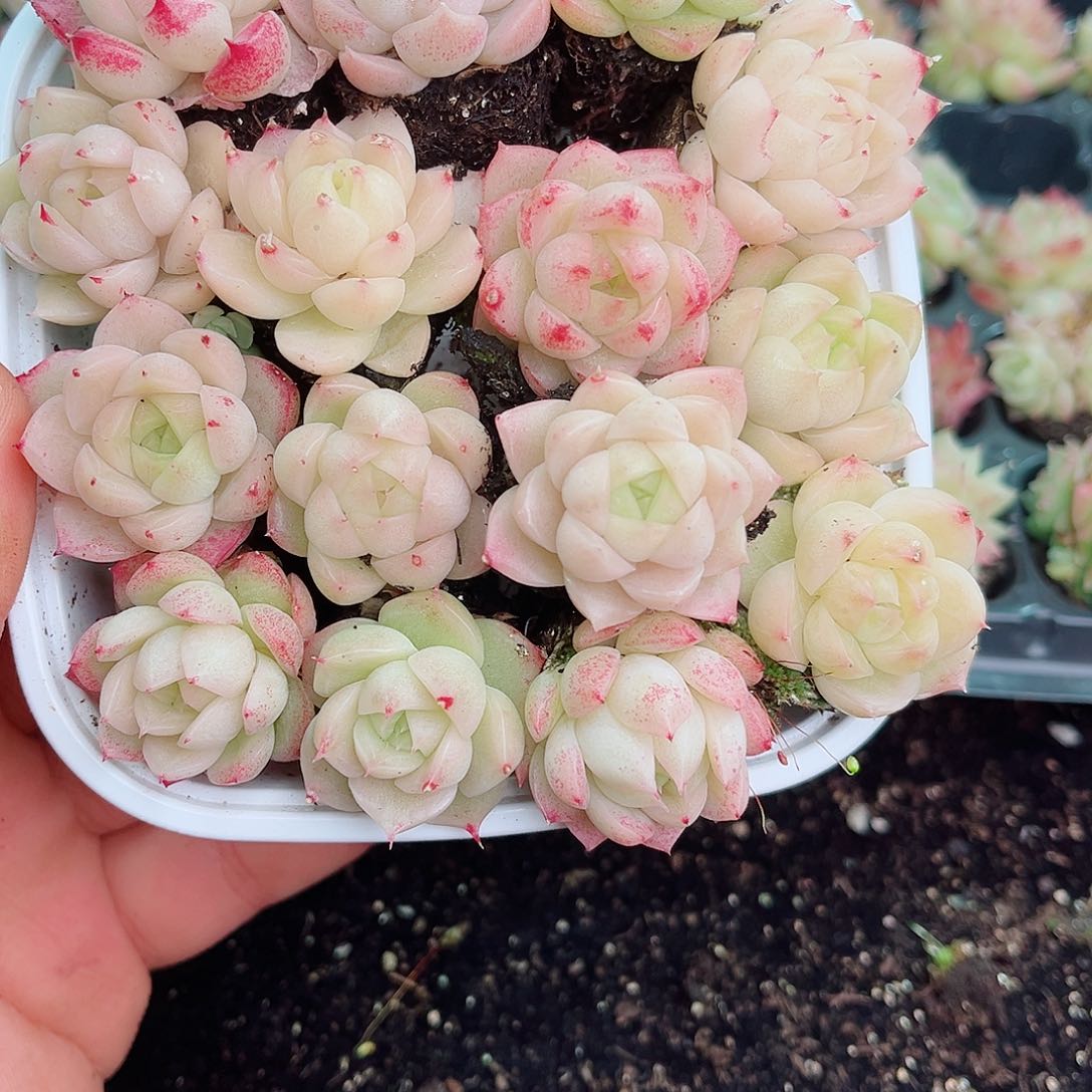 1-137 新疆西藏内蒙不发12.8包邮2-3公分多肉