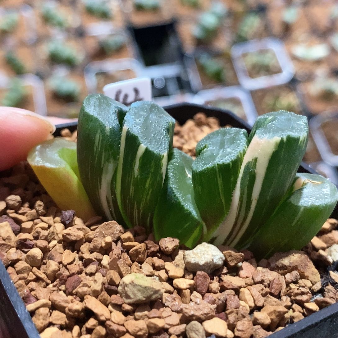 红陶42号广中玉扇锦一物一拍