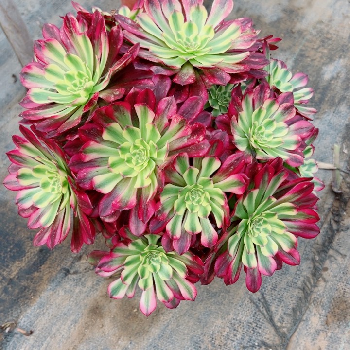 168舞天姬多肉植物