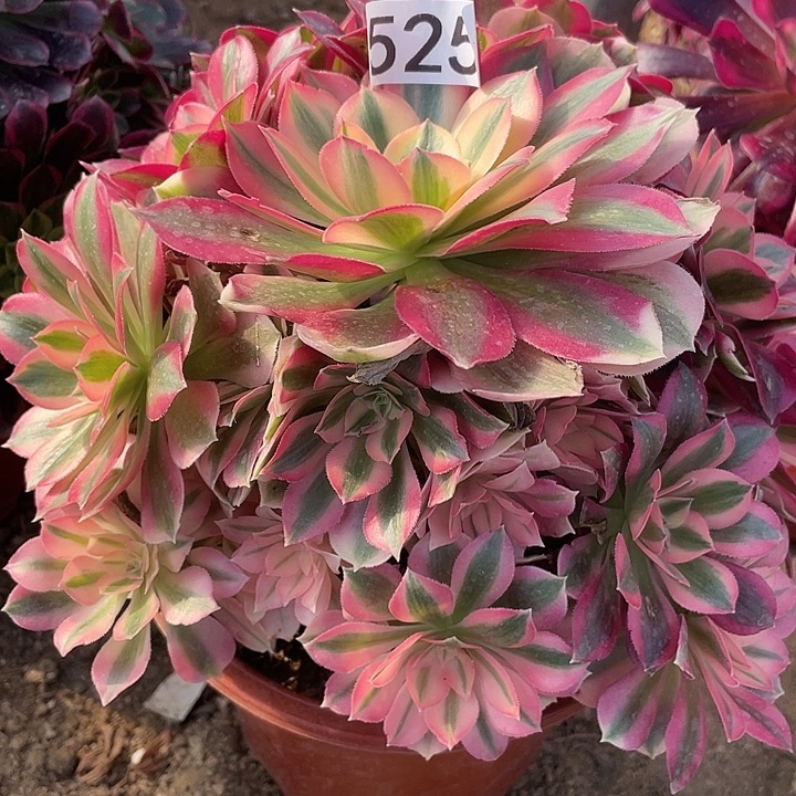 525粉女巫对肉植物