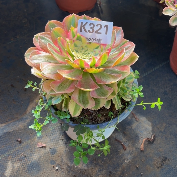 瑞妈，，。。。。321绿体，