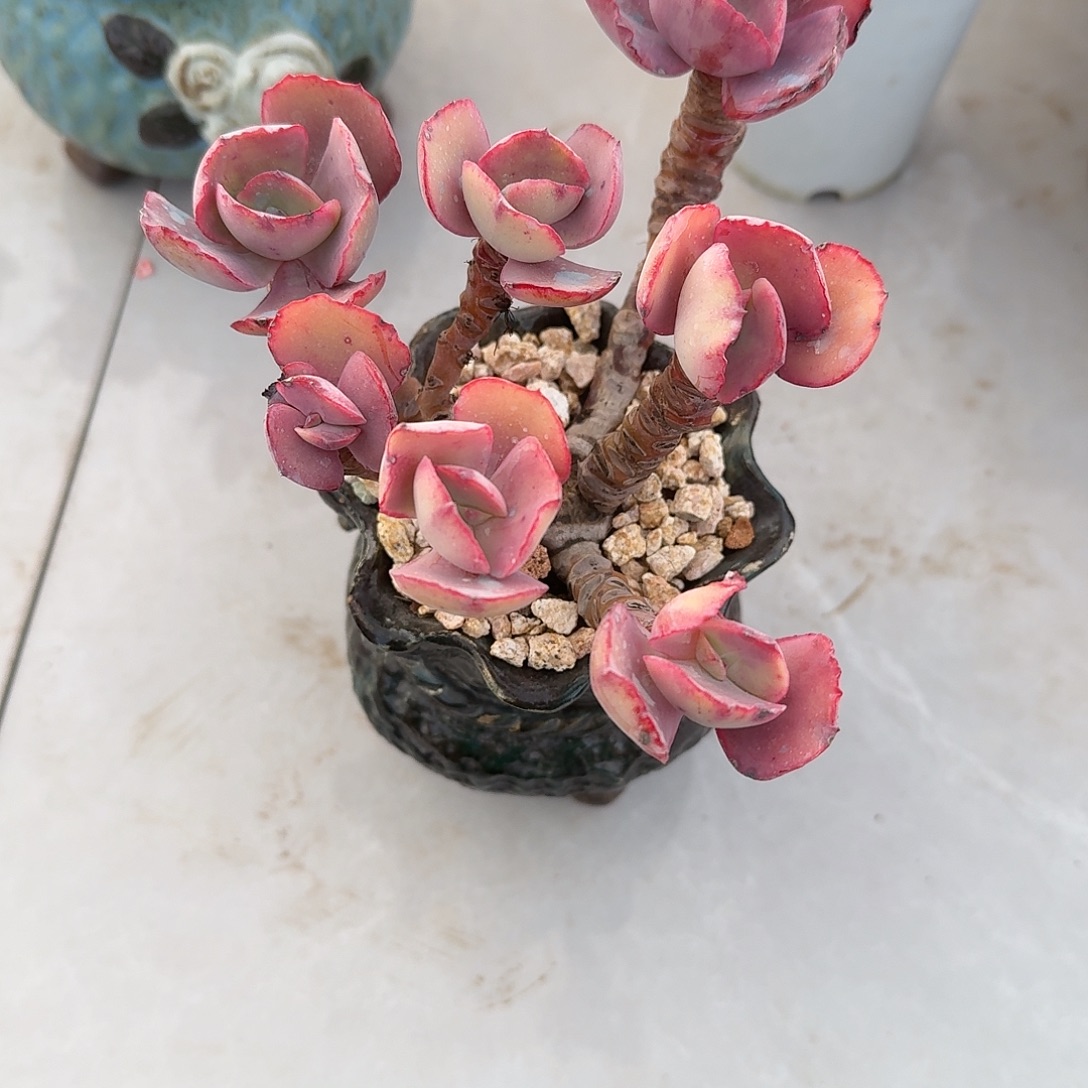 多肉植物一颗七头