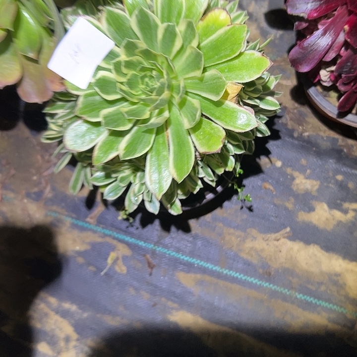 创****控多肉法师植物链接104