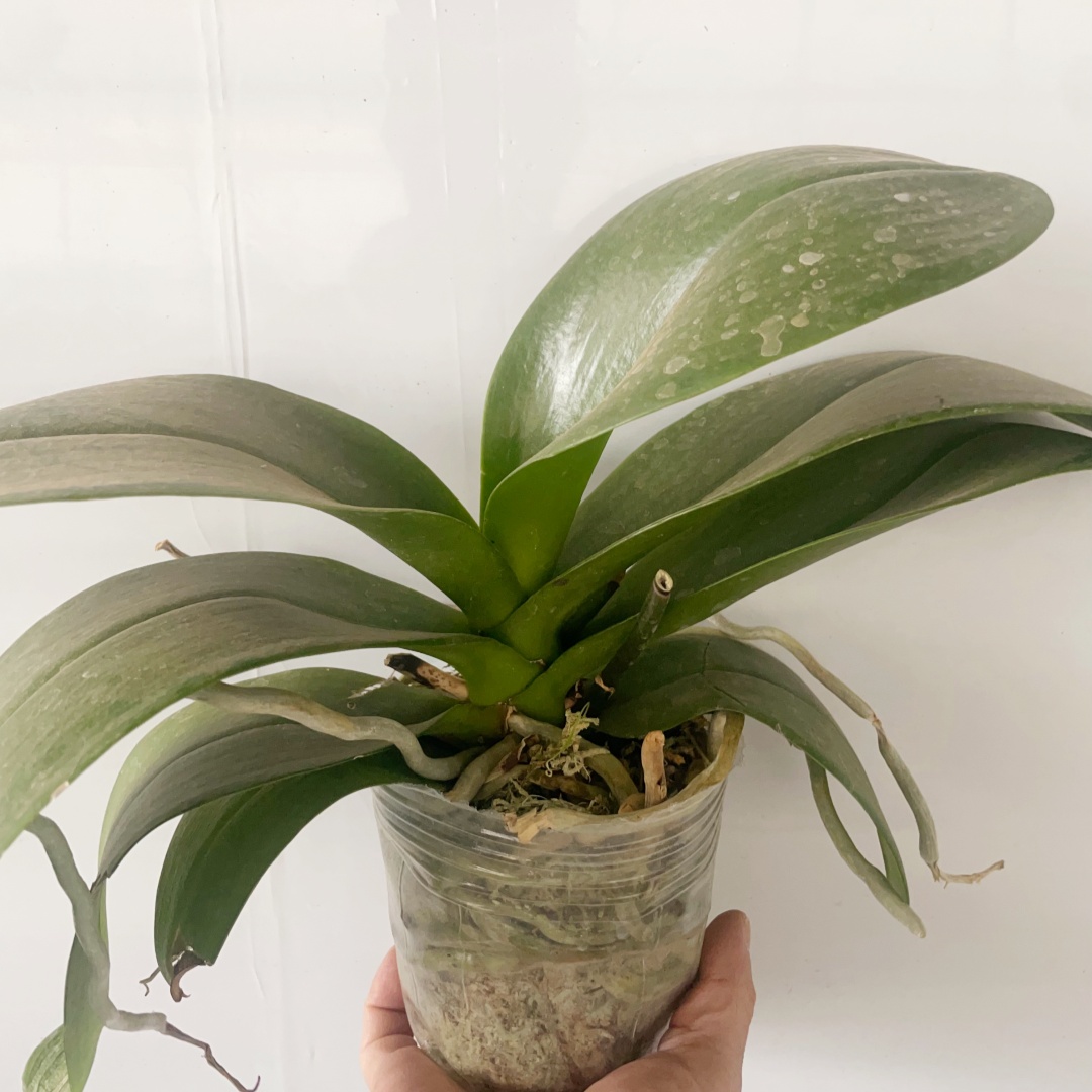 蝴蝶兰花后苗，品钟随机，不指定