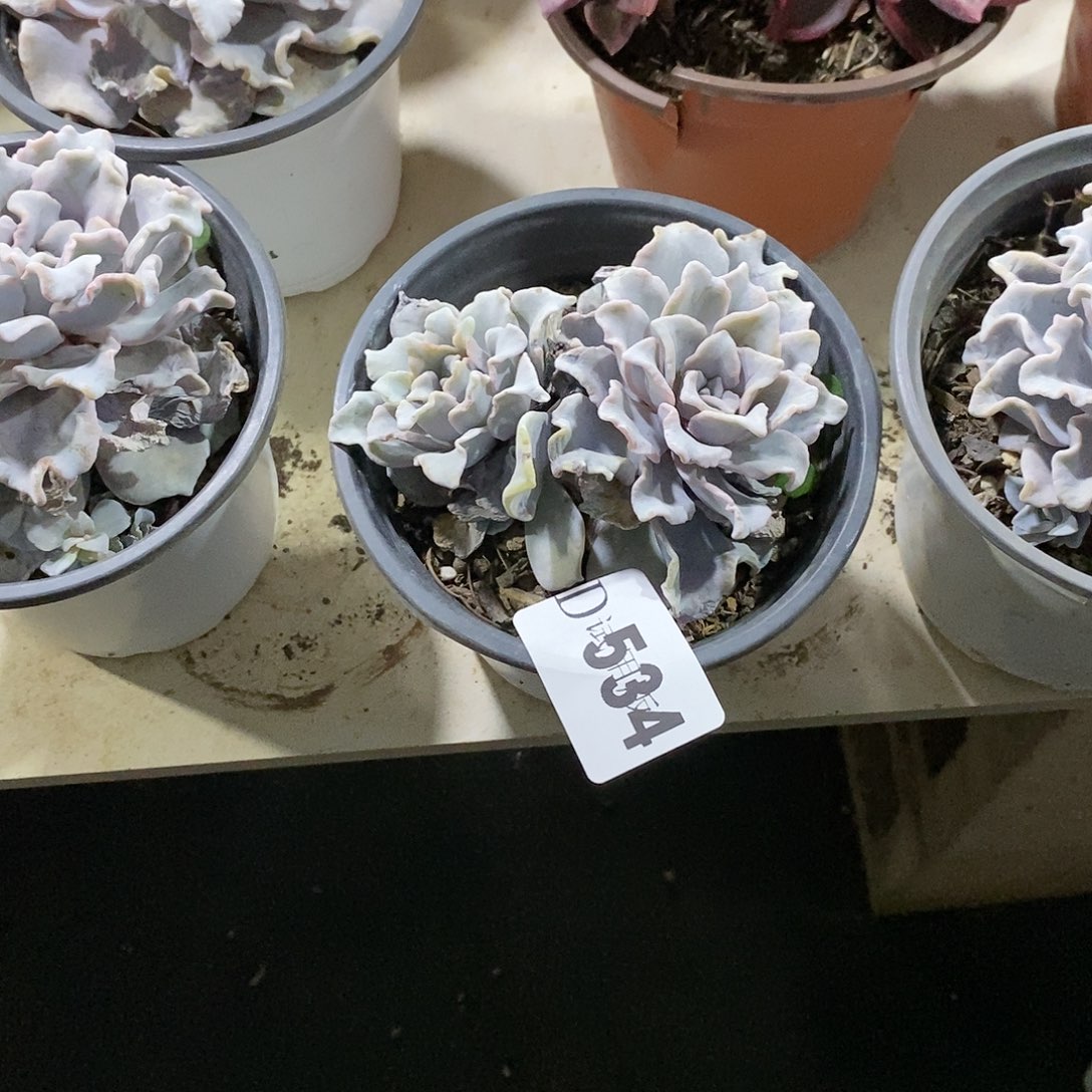 胡*花534白饺子皮多肉