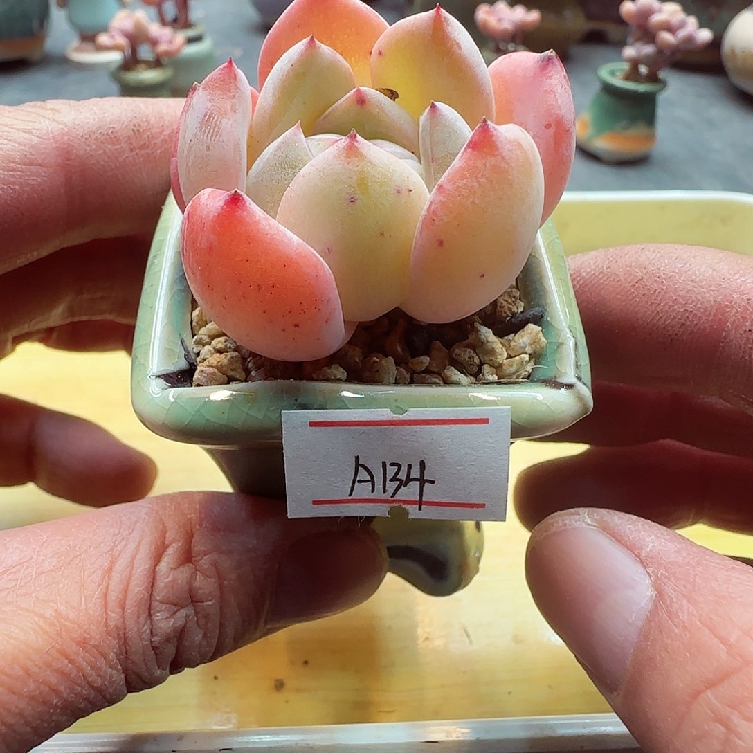 小暖萌友会福利A134