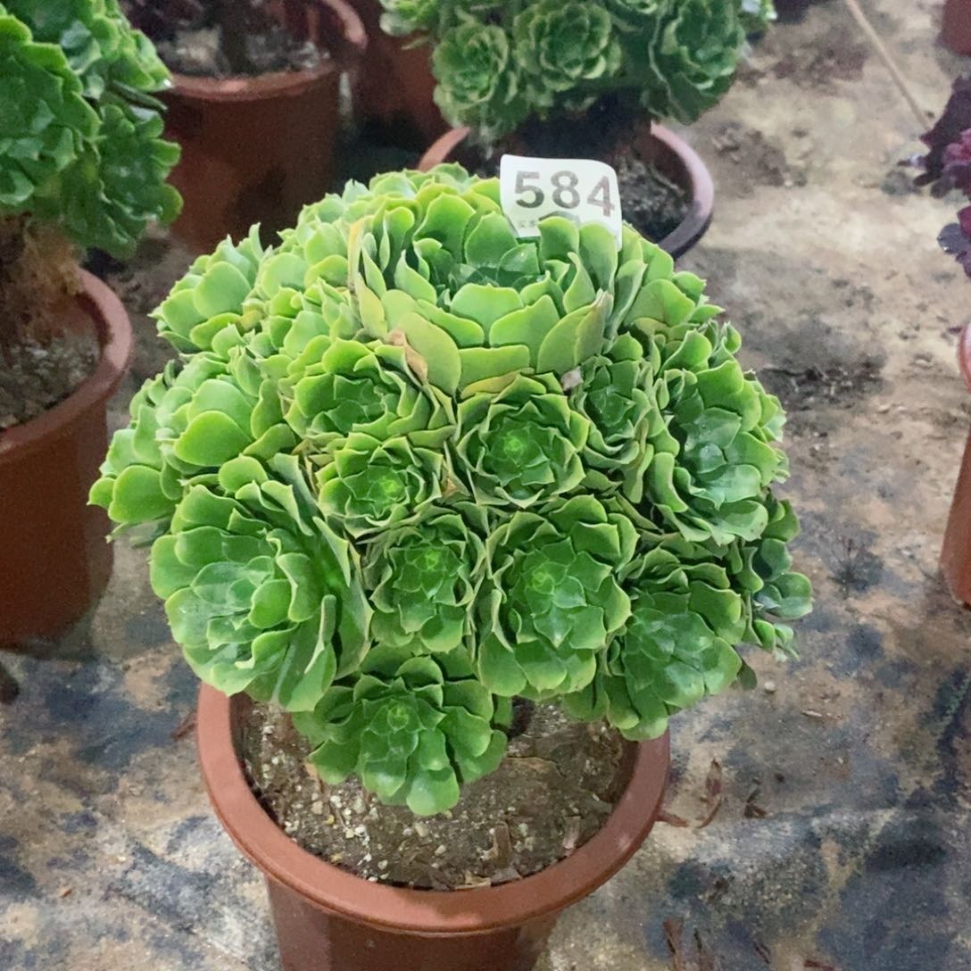 绿玫瑰584多肉1111