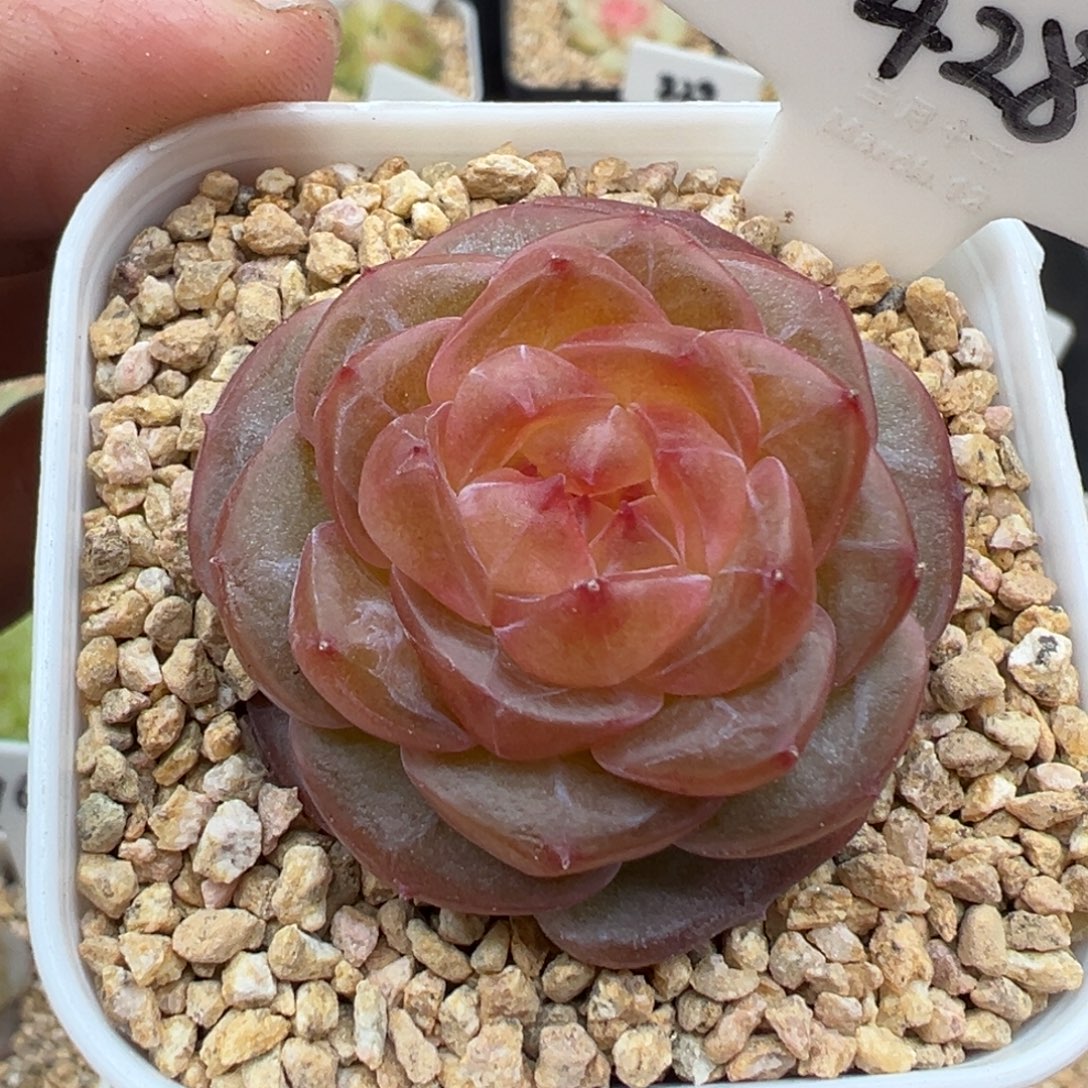 428号知夏 晗雨多肉