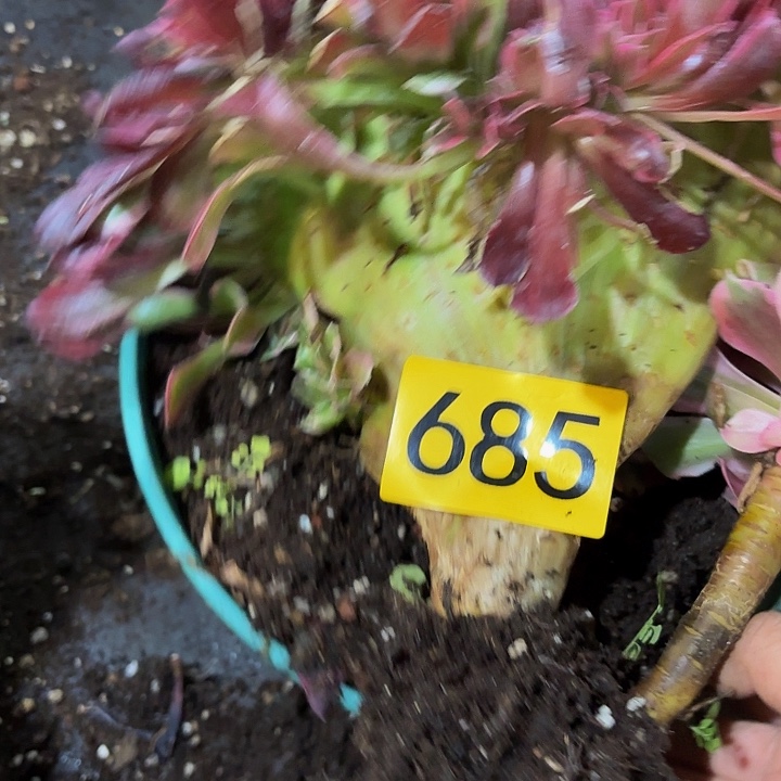 多肉植物福利来685