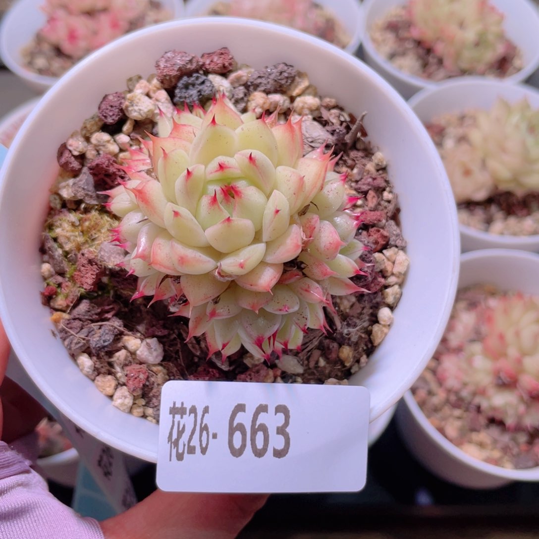 花利美28-663海王