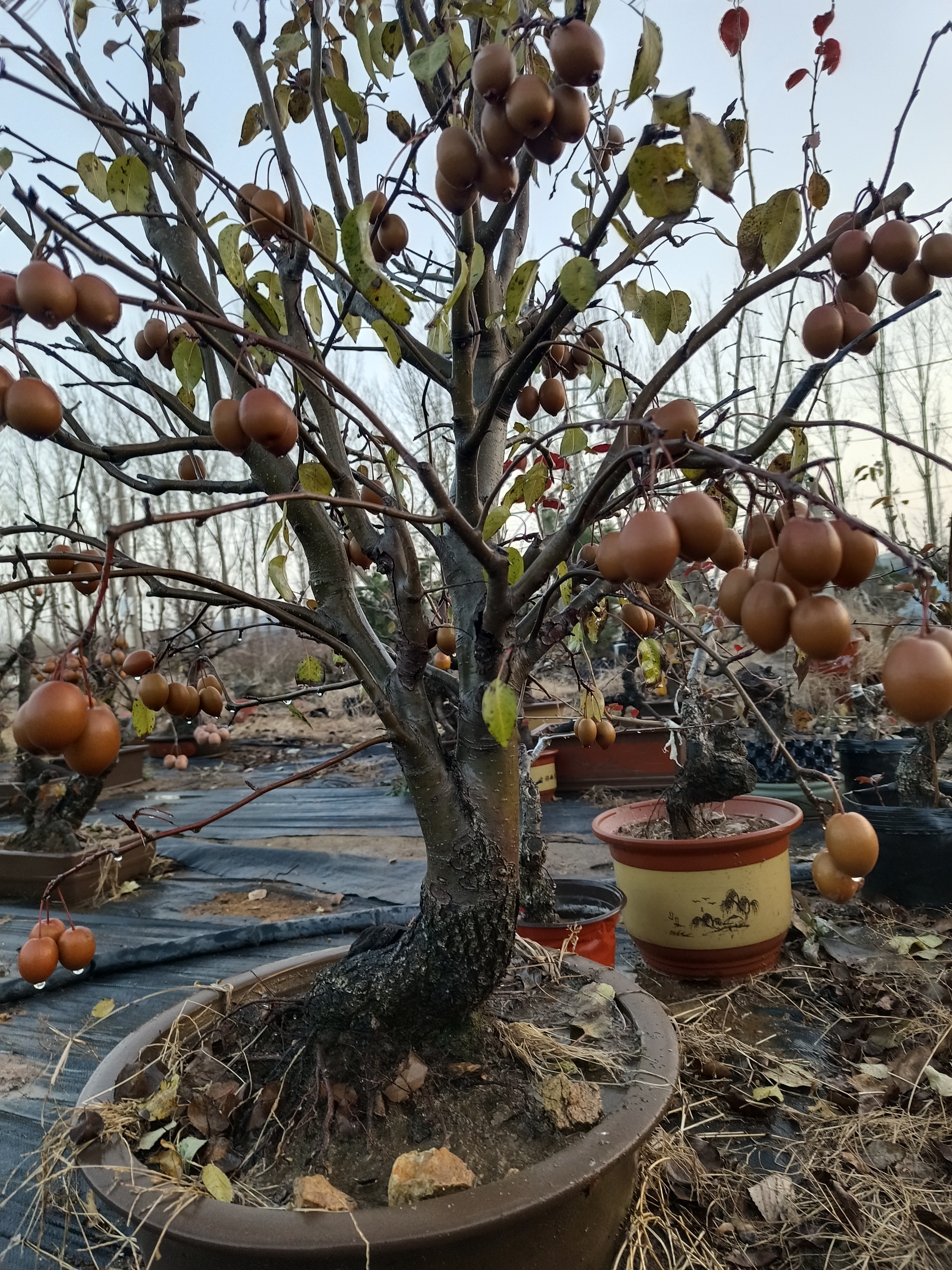 老鸦柿盆景素材基地直发绿植直播间老桩种植