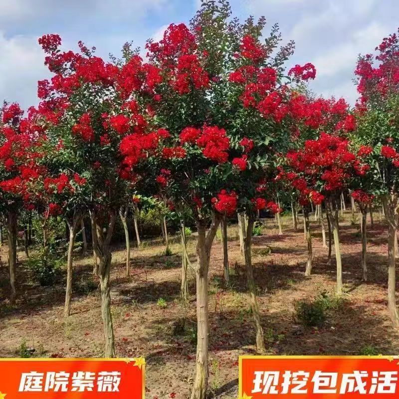 耐寒耐热耐晒庭院盆栽紫薇花树原生川红紫薇