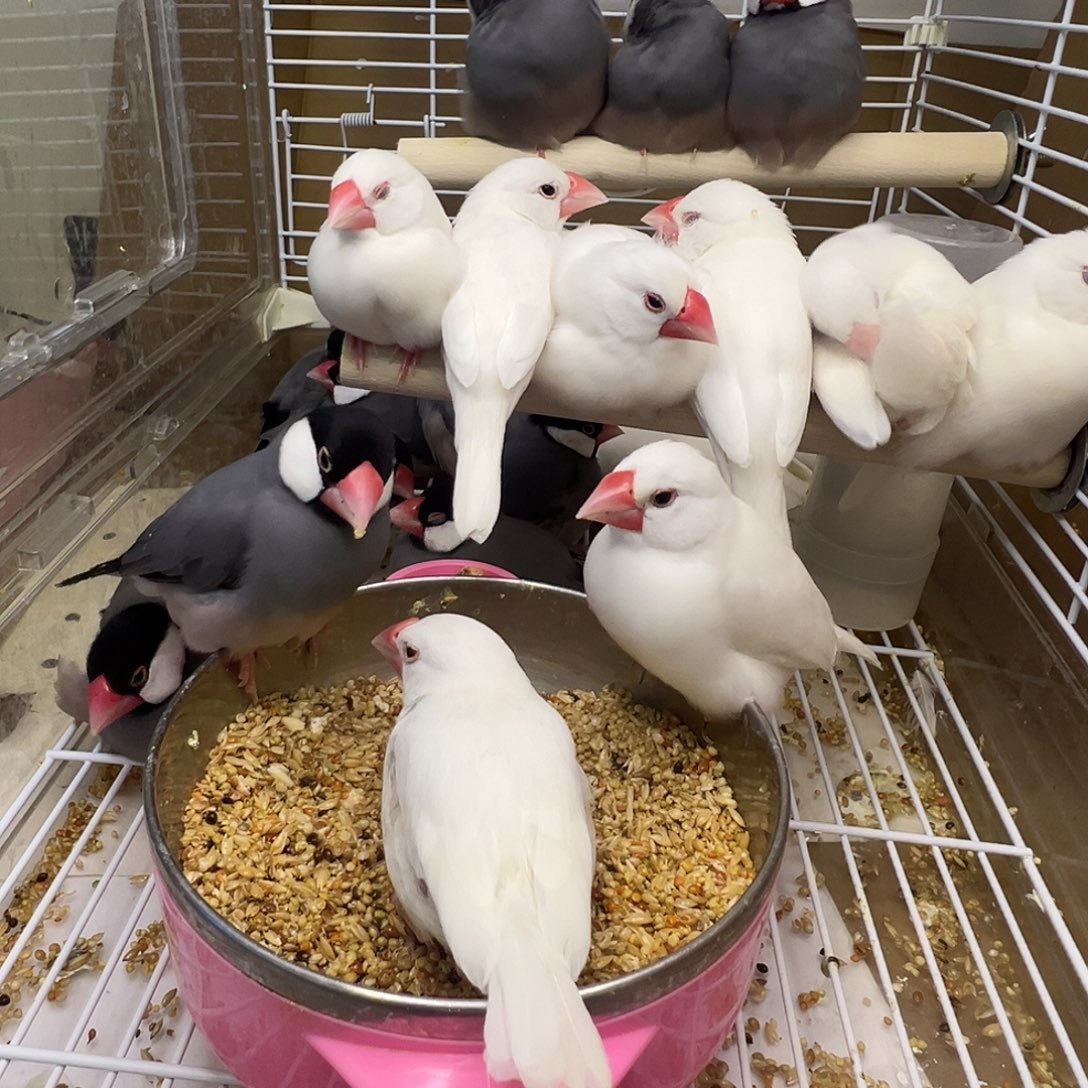 骑****文鸟文鸟加珍珠鸟一样一对