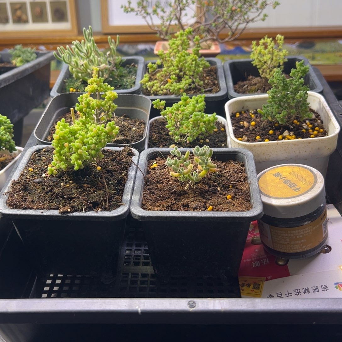 枝干番杏多肉植物351安