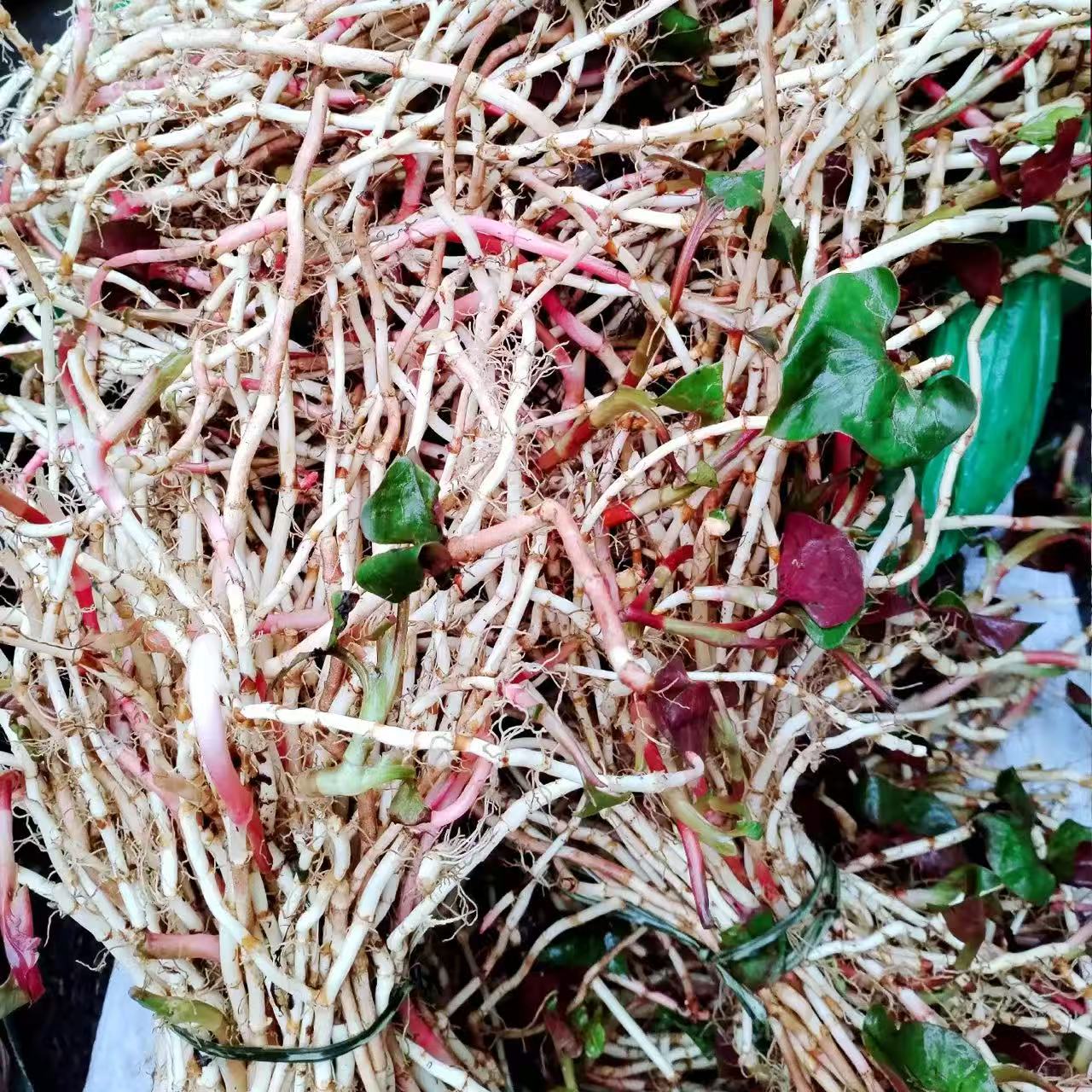 贵州现挖鲜嫩脆爽折耳根鱼腥草节节根可凉拌炒肉煲汤的蔬菜