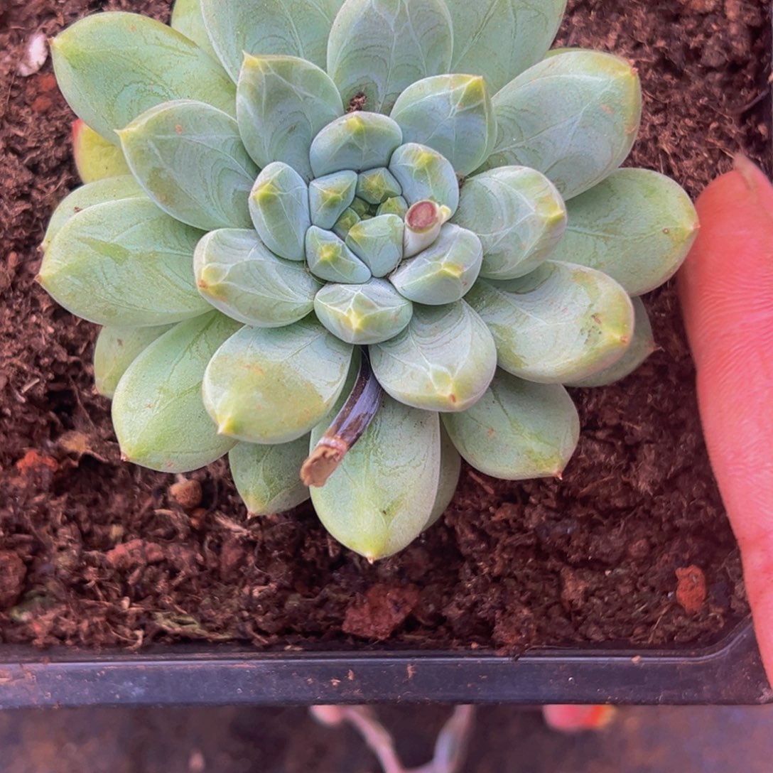 宸***胖小胖 暗纹美人 寄养