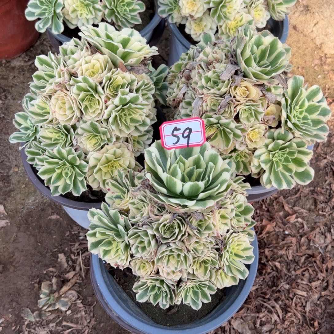 59迈巴赫多肉植物法师多肉