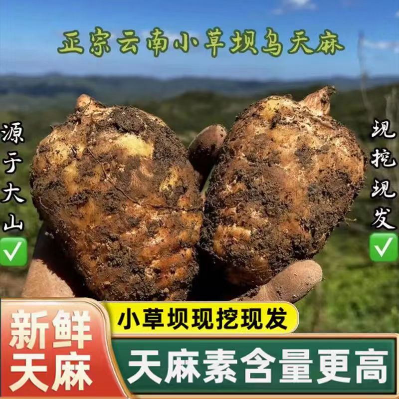 【核心产区】云南昭通天麻小草坝天麻产地直发炖鸡煲汤营养包邮