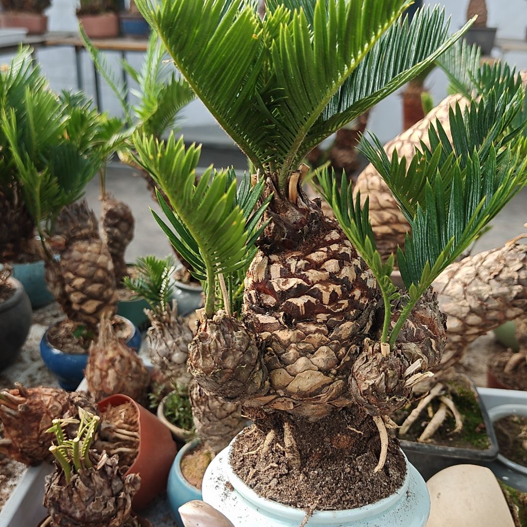 无花朵白鳞铁盆景基地