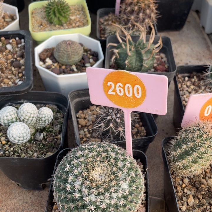 N***r仙人球三棵2600-0110-259900000