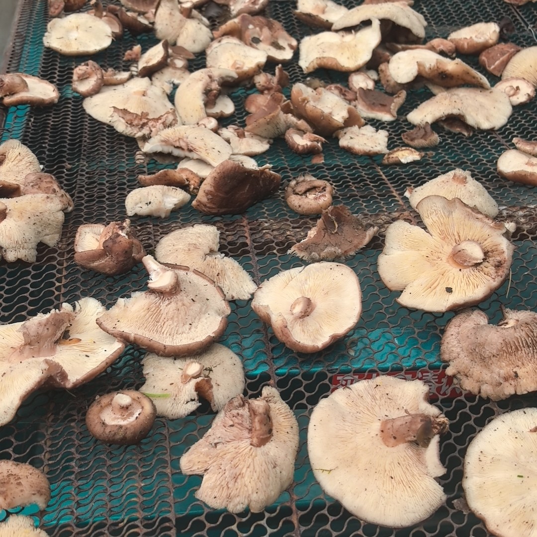 东北野生香菇250克包邮