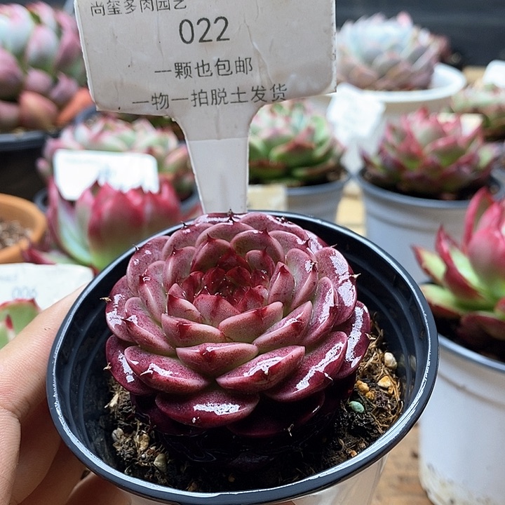 天鹅绒一物一拍022