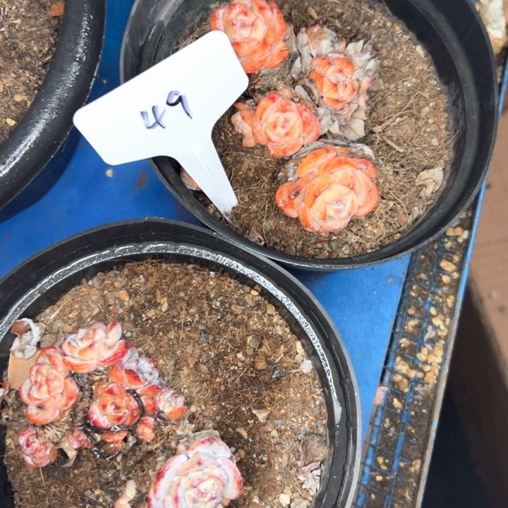 49号两个精品老桩。        