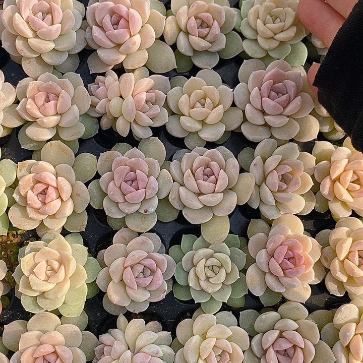 425-426 多肉植物盆栽花卉植物