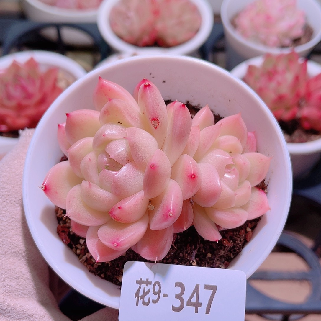 花利美9-347麦秆