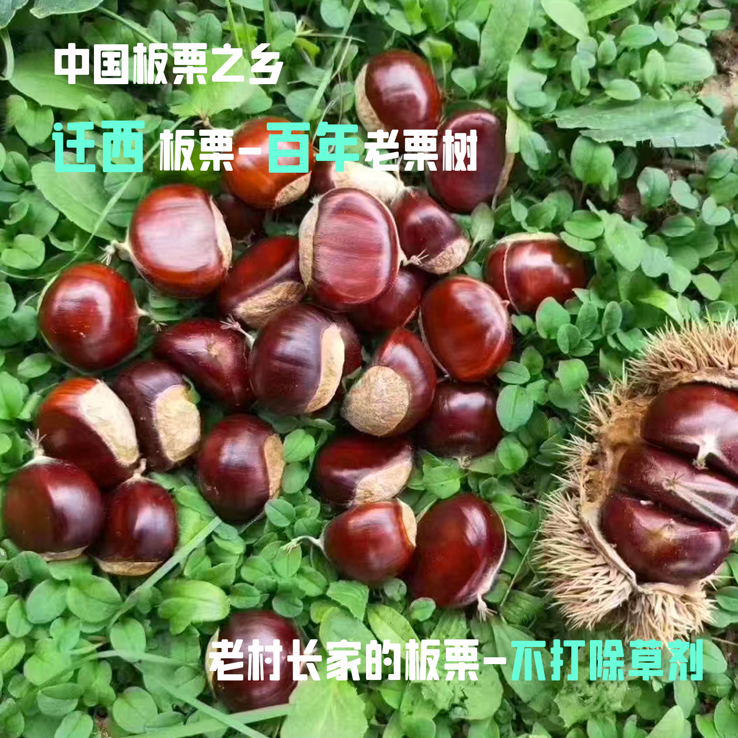 迁西板栗2025新鲜老树板栗百年新鲜采摘0农残产地直发糖炒栗子