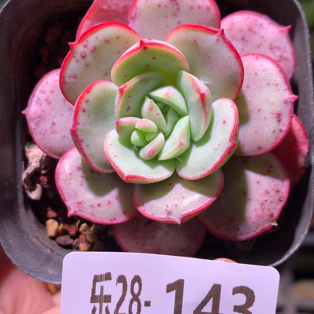 乐然28-143 凌波仙子 