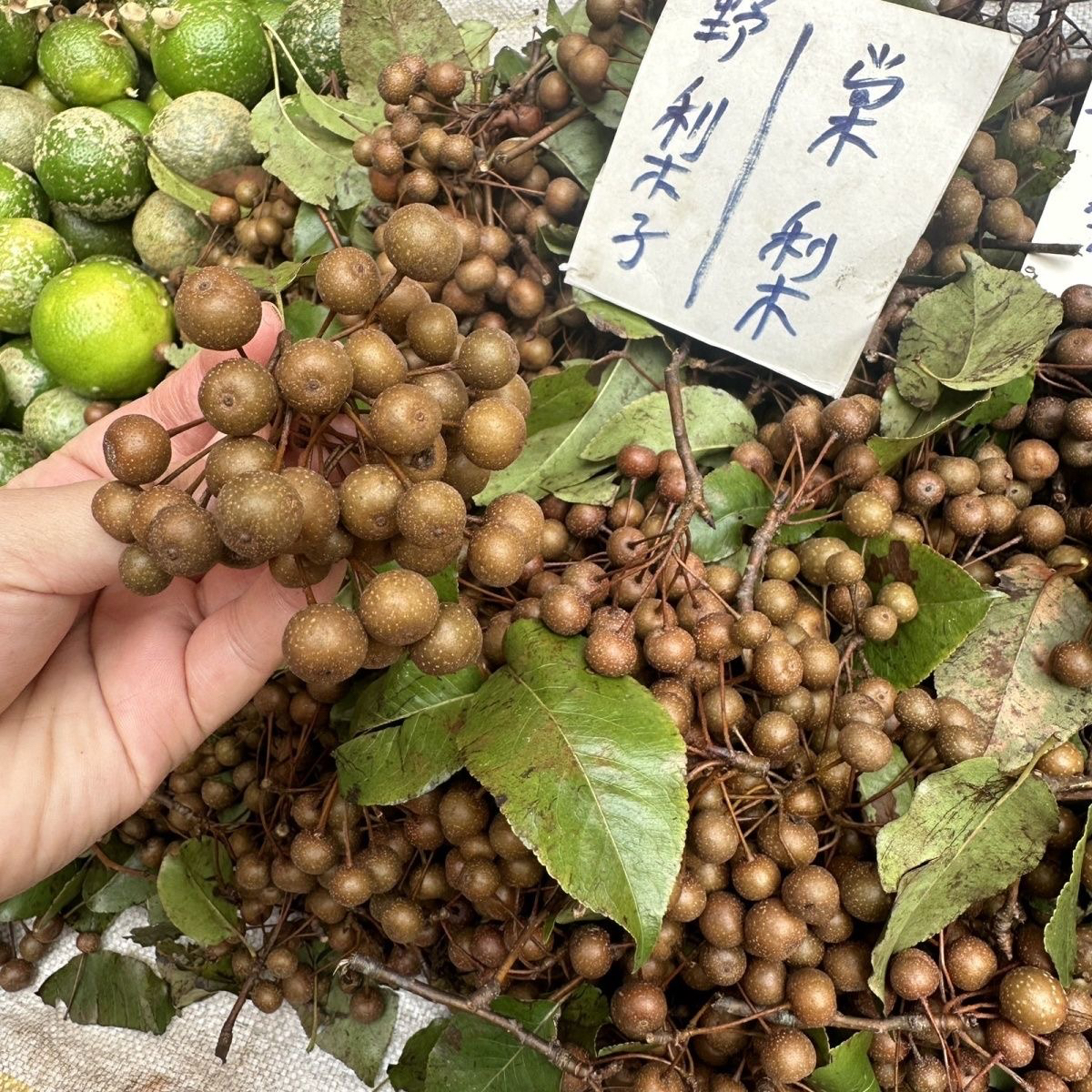 糖梨子 干品小沙梨豆梨鸟棠梨野梨糖梨山梨鸟梨晒干