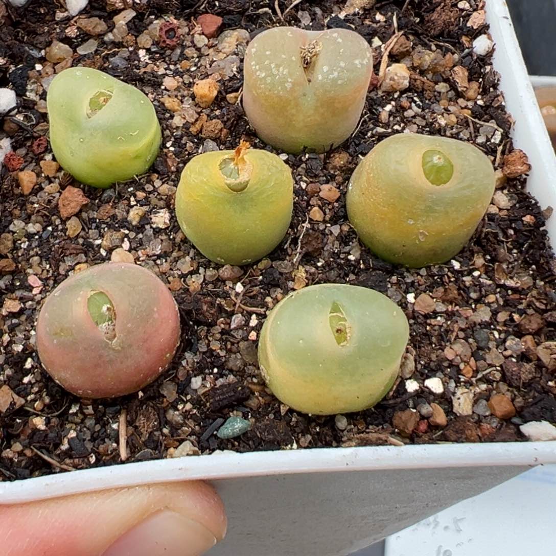 2.3好看的多肉a324