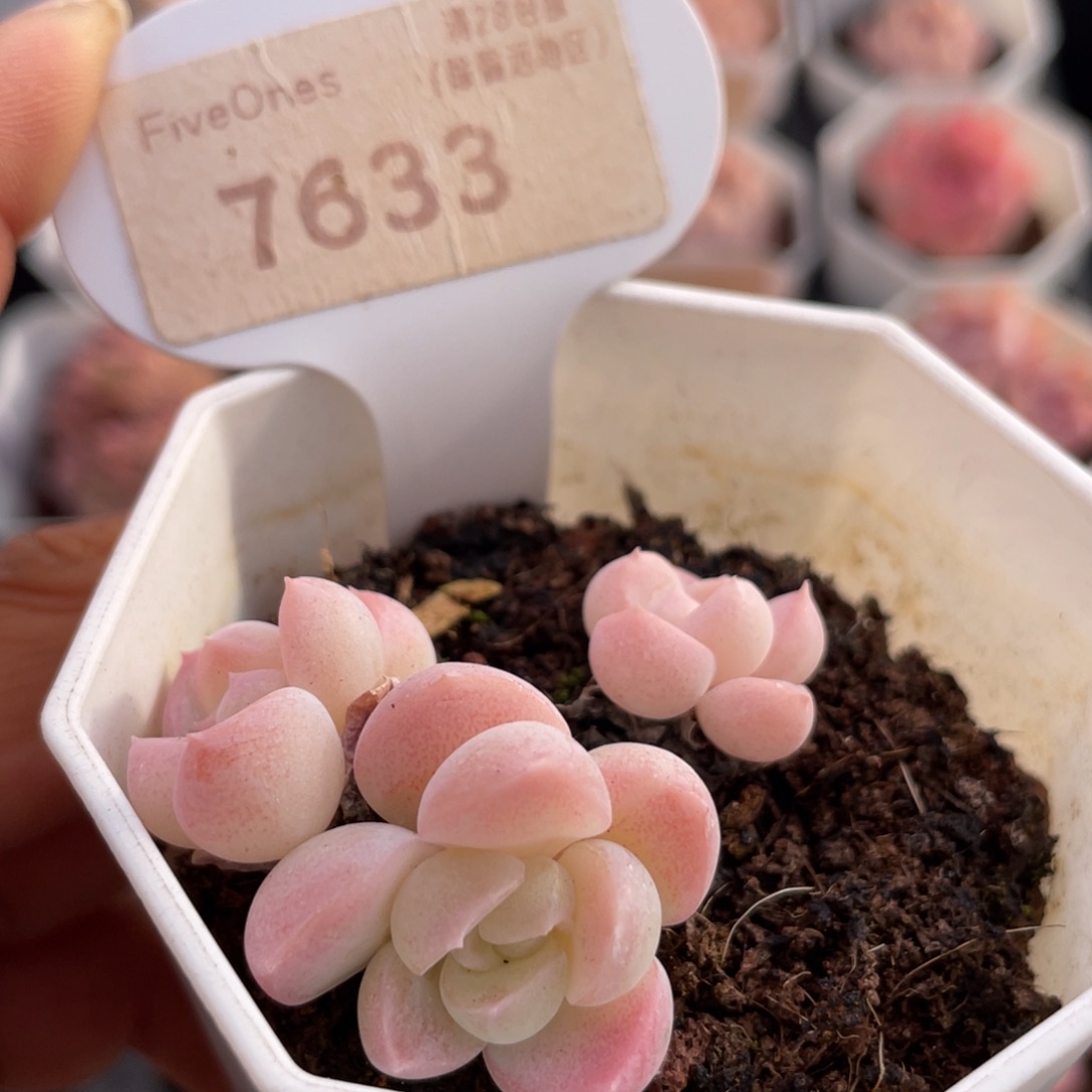 雪媚娘7633-4.5厘米