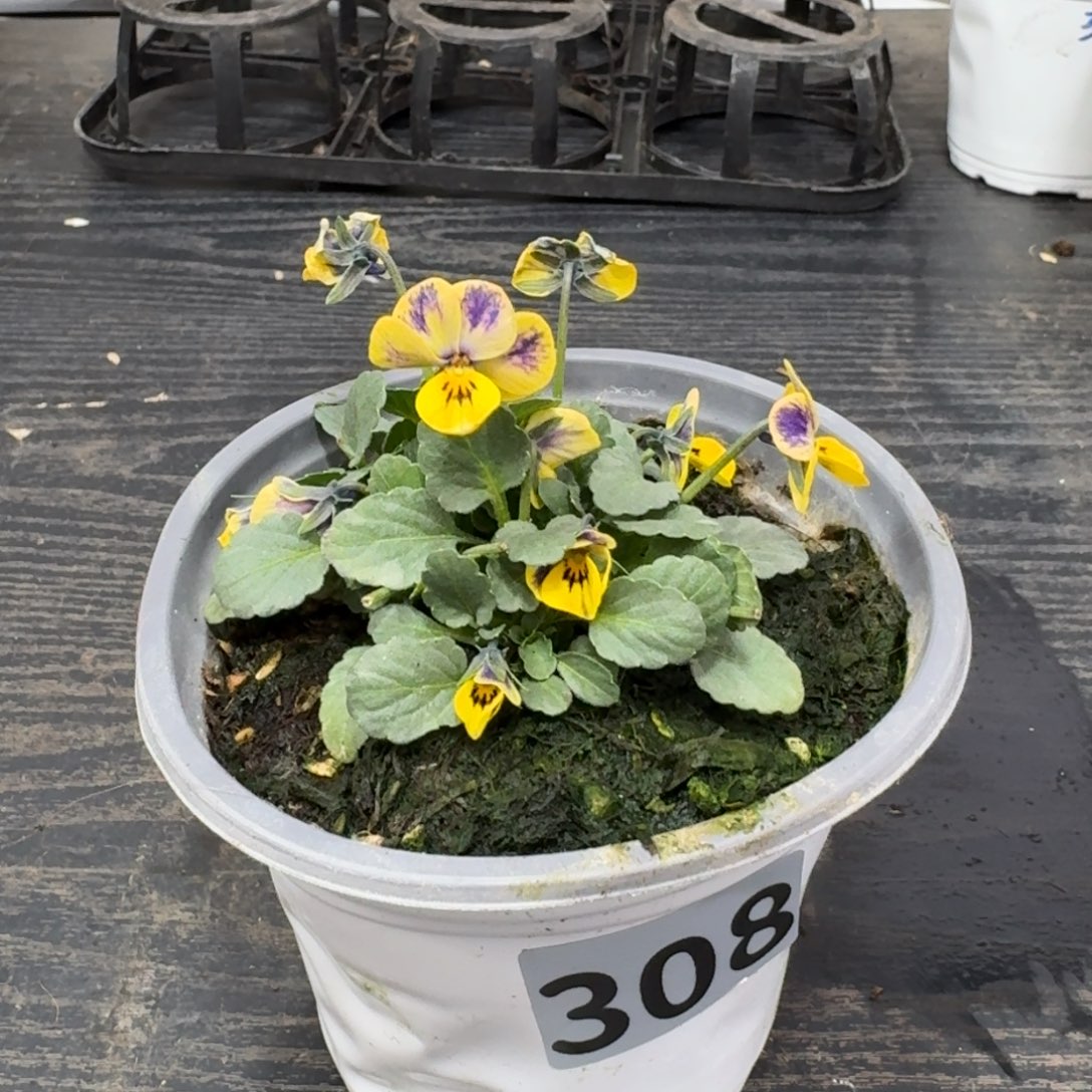 全部花朵308号梦坊