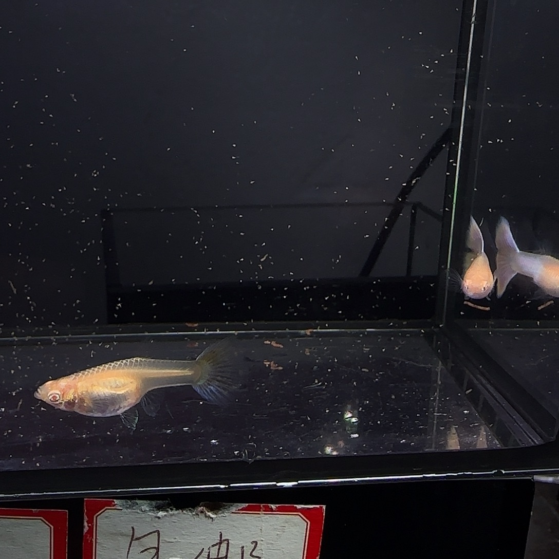 孔雀鱼幻彩白子一对