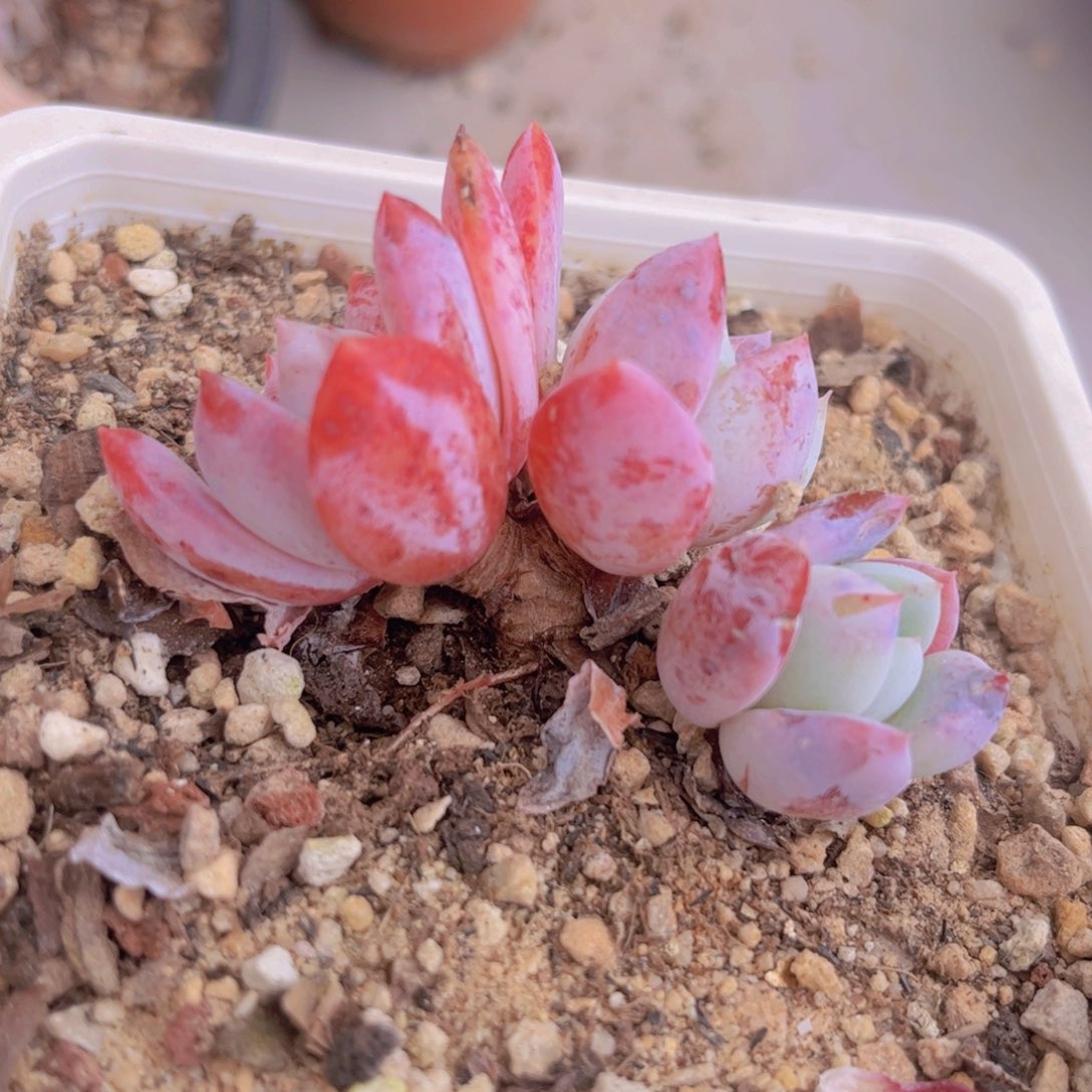 嫦娥0327多肉植物