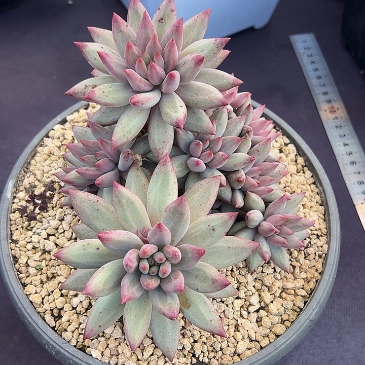 绿虞美人大群多肉植物