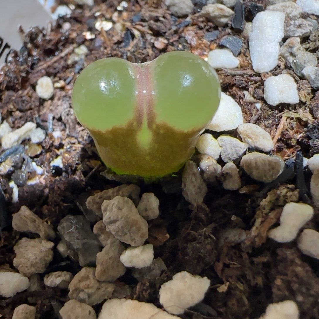 肉锥多肉植物百科5-磁铁449