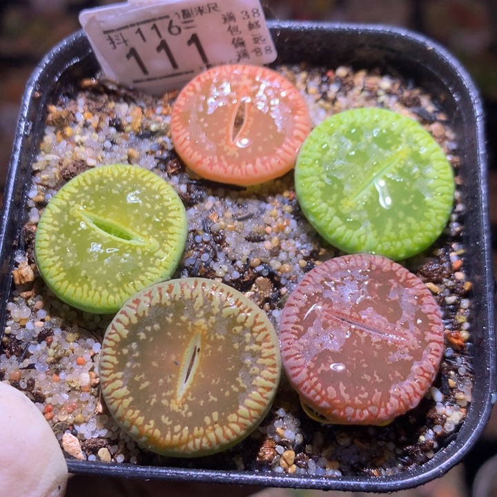 精品生石花116.111